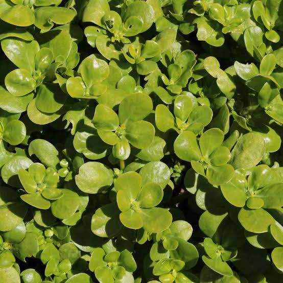 Purslane Duckweed Little Hogweed seeds for garden planting