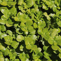 Purslane Duckweed Little Hogweed seeds for garden planting