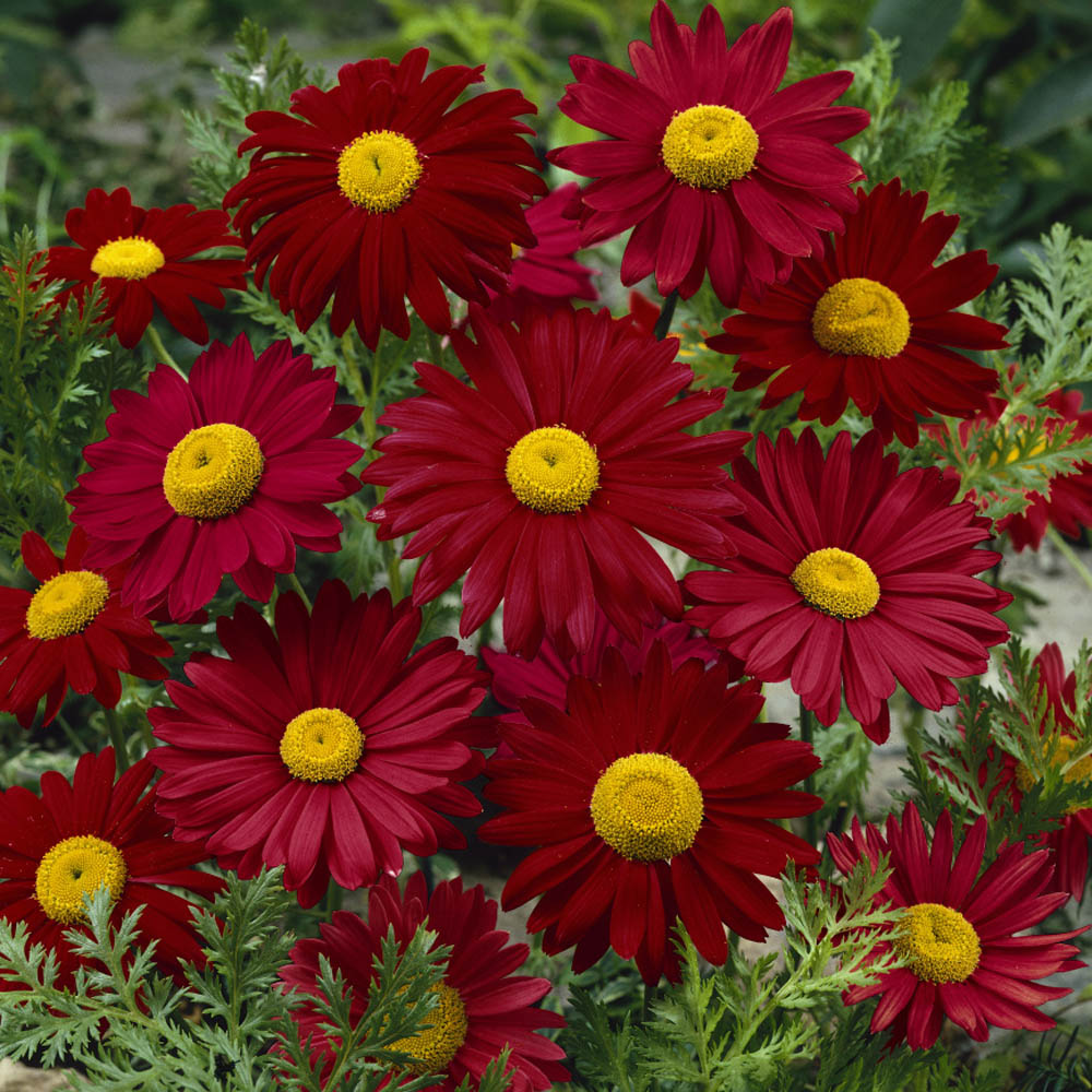 Chrysanthemum Robinson Flower Seeds – Heirloom Non-GMO Seeds for Colorful Perennial Garden Planting