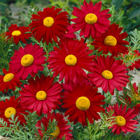 Chrysanthemum Robinson Flower Seeds – Heirloom Non-GMO Seeds for Colorful Perennial Garden Planting
