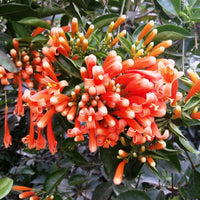 Pyrostegia Venusta orange flowering vine adding vertical beauty to fences, pergolas, and garden spaces.