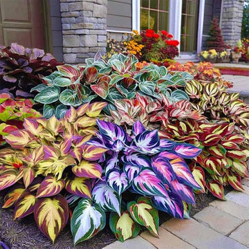 Rainbow Hosta bulb with colorful foliage for shade garden planting.