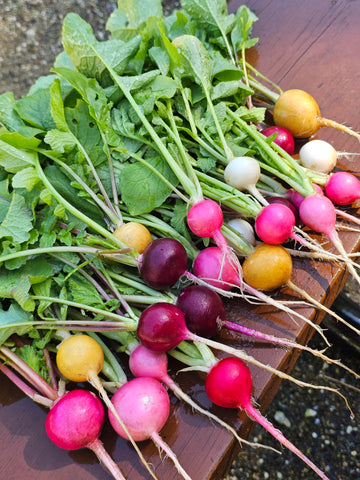 Multicolor Radish Seed Mix for planting in home vegetable gardens.