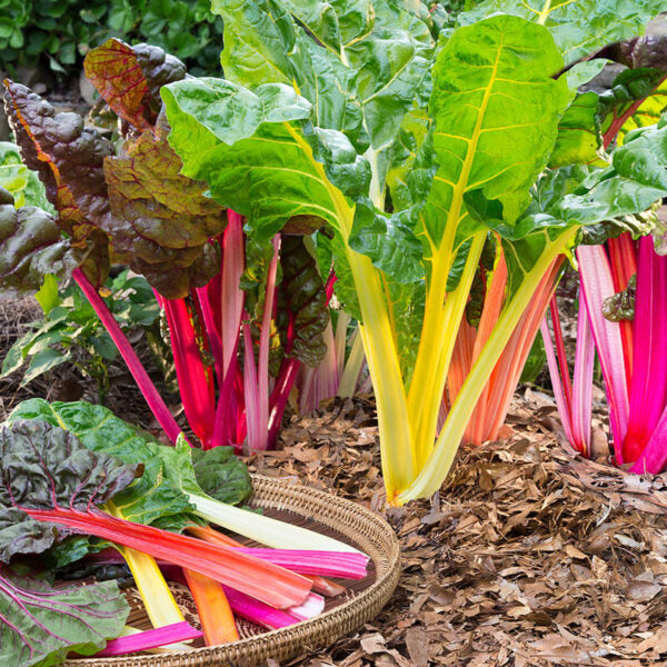 Heirloom Rainbow Swiss Chard growing in a raised garden bed