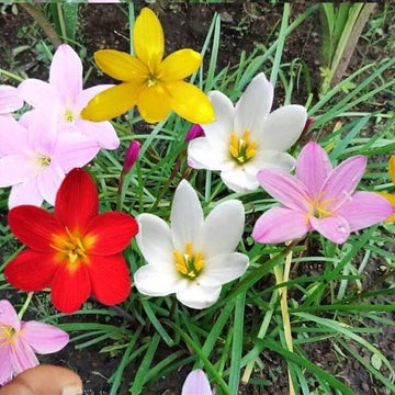 Mixed Rain Lily Flower Seeds for Planting - NON GMO Seeds