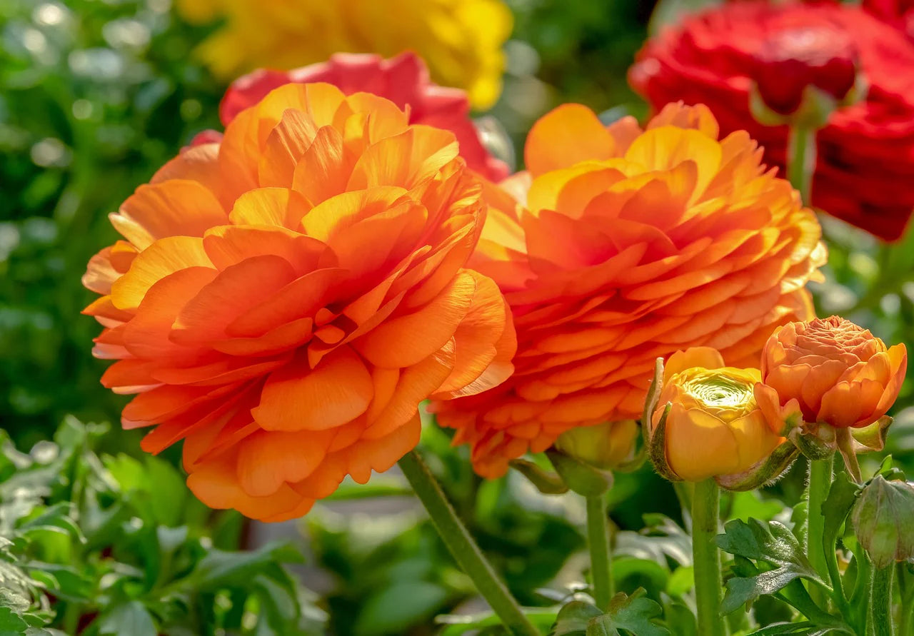 Yellow Red Ranunculus Flower Seeds – Heirloom Non-GMO Double Blooms for Garden Planting