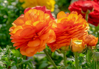 Yellow Red Ranunculus Flower Seeds – Heirloom Non-GMO Double Blooms for Garden Planting