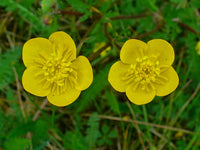 Heirloom Non-GMO Meadow Buttercup Flower Seeds for Planting – Bright Yellow Wildflower Garden Blooms