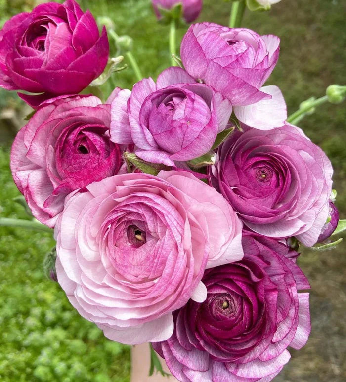Ranunculus Highline Purple Jean Flower Seeds for Planting - Heirloom and Non-GMO garden seeds