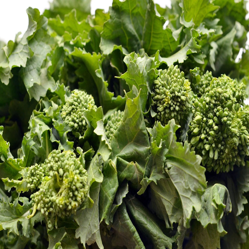 Broccoli Raab Seeds for Planting heirloom & Non-GMO Seeds