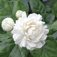 Rare Scented Jasmine Flower Seeds for Planting