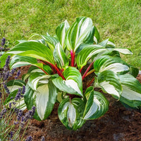 Raspberry Sundae Hosta roots for shade garden planting.