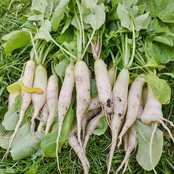 White Icicle Radish Vegetable Seeds