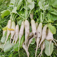 White Icicle Radish Vegetable Seeds