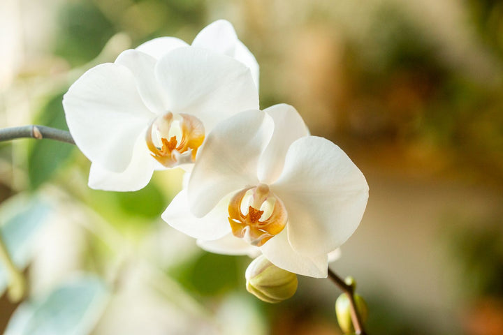 Orchid Flower Seed for Planting 100 pcs