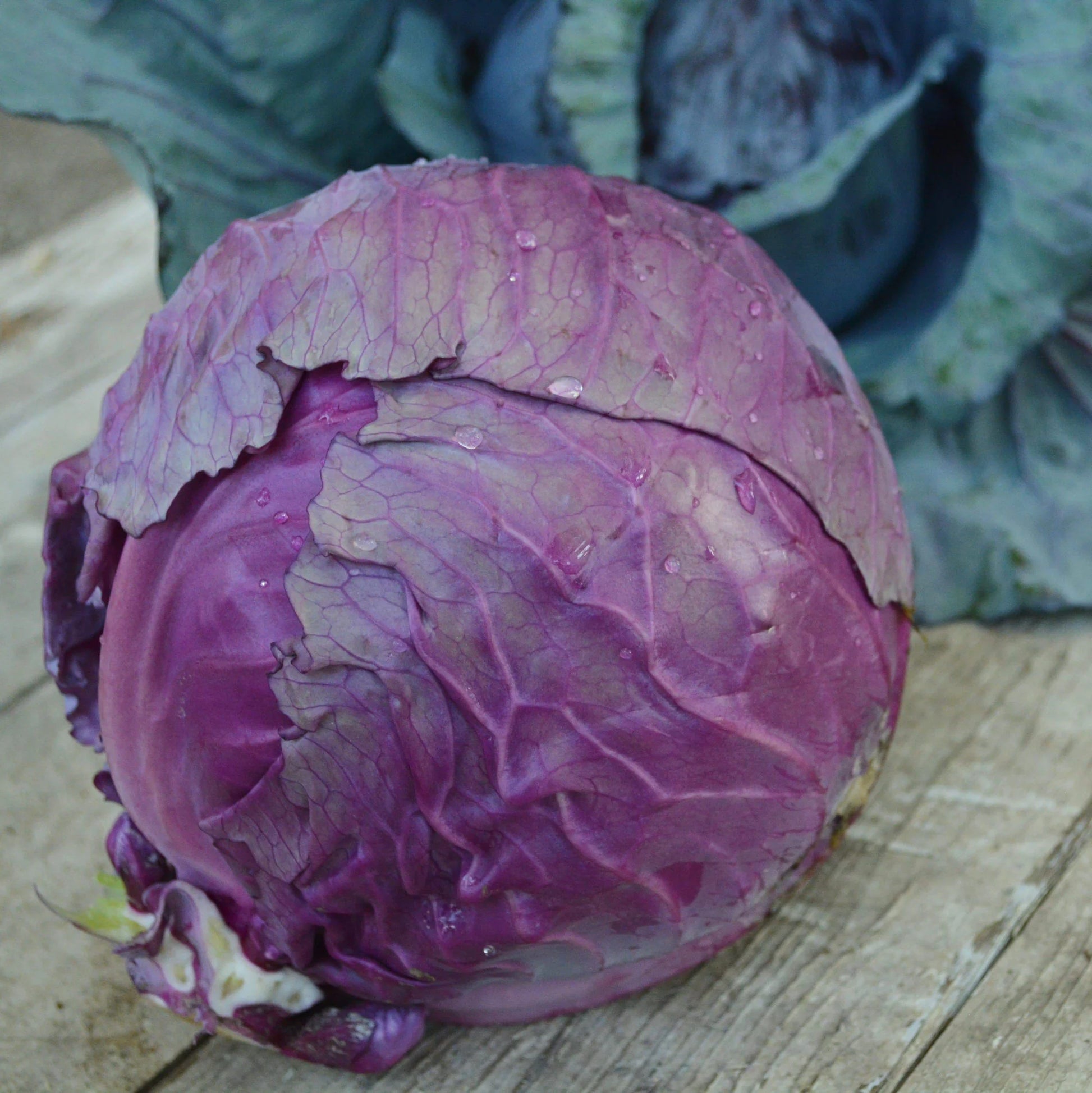 Red Acre Cabbage with Firm Purple Red Heads