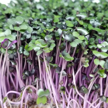 Red Acre Cabbage microgreens and sprouting seeds for indoor growing.