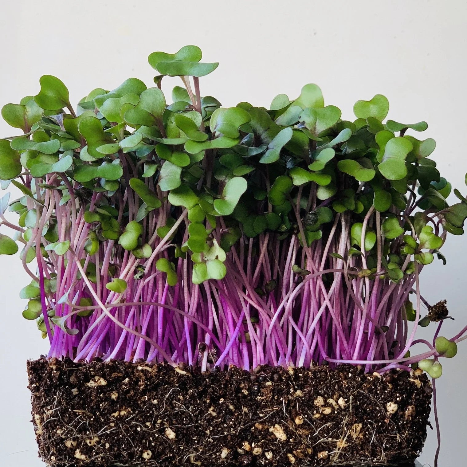 Fresh Red Acre Cabbage microgreens growing in a tray.