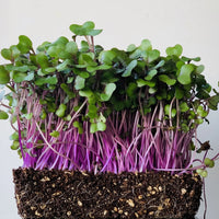 Fresh Red Acre Cabbage microgreens growing in a tray.