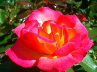Bonsai Rose Flower Seeds for Planting – 100 pcs, Heirloom, Non-GMO Garden Seeds - Rose for planting in home garden
