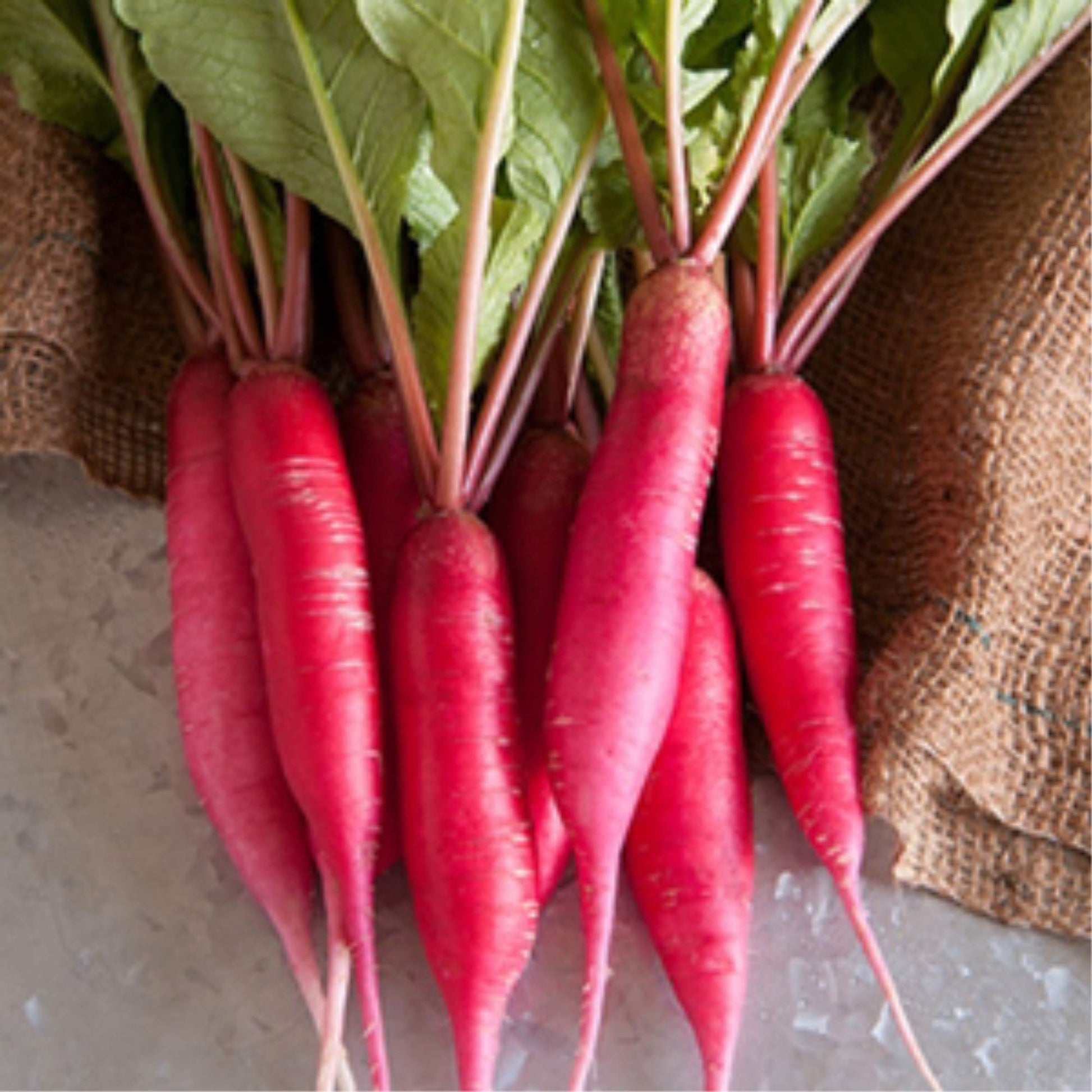 Fresh Red Arrow Radish microgreens growing in a tray.