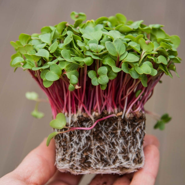 Red Arrow Radish sprouting and microgreens seeds for indoor growing.