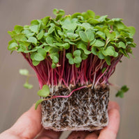 Red Arrow Radish sprouting and microgreens seeds for indoor growing.
