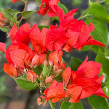 Red Bougainvillea flower seeds for planting in home gardens and outdoor landscapes.