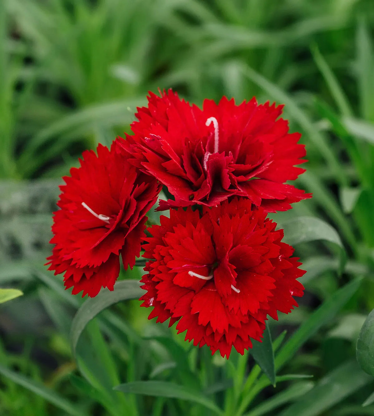 Carnation Flower Seeds Heirloom Non GMO Planting - 100 pcs