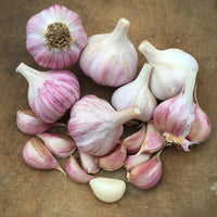 Red Garlic Cloves Ready for Garden Planting