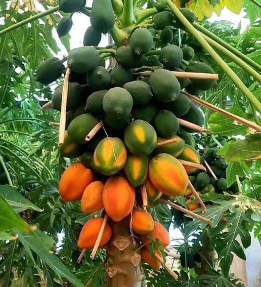 Red Lady Papaya (Carica papaya) seeds for planting in home gardens.