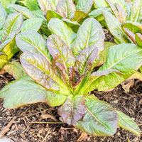 Fresh Red Sails Leaf Lettuce Green and Red Leaves