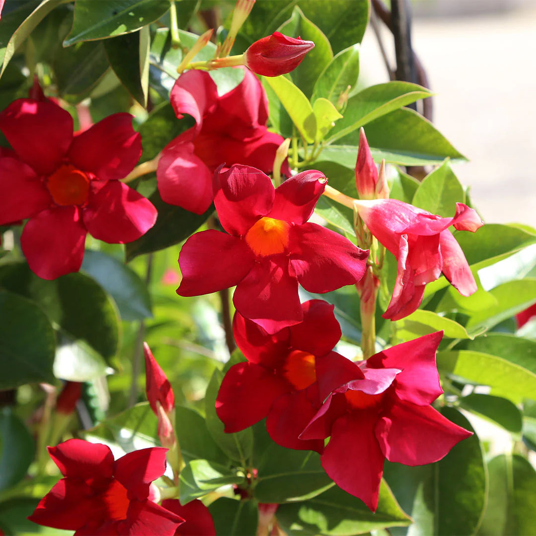 Red Mandevilla climbing flower seeds suitable for trellises and pergolas.