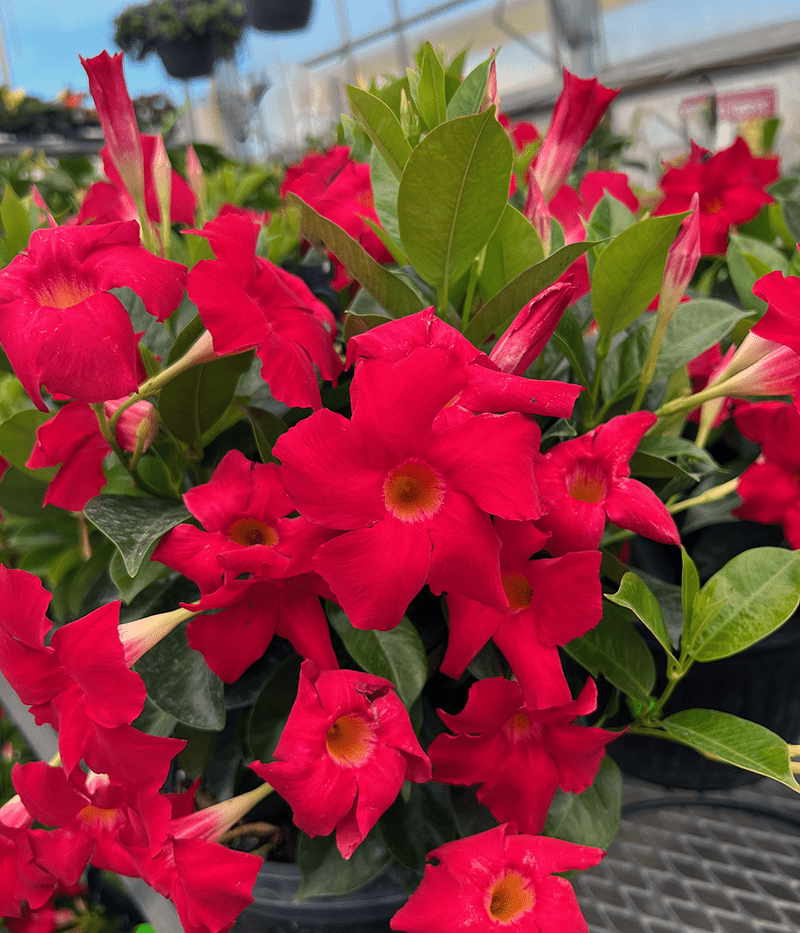 Dipladenia Flower Seeds for Garden Planting - NON GMO Seeds