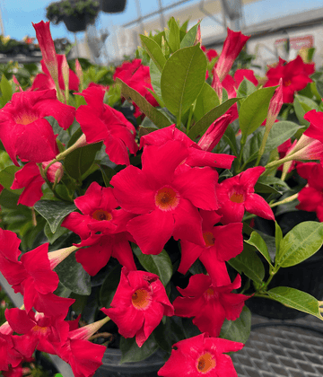 Dipladenia Flower Seeds for Garden Planting - NON GMO Seeds
