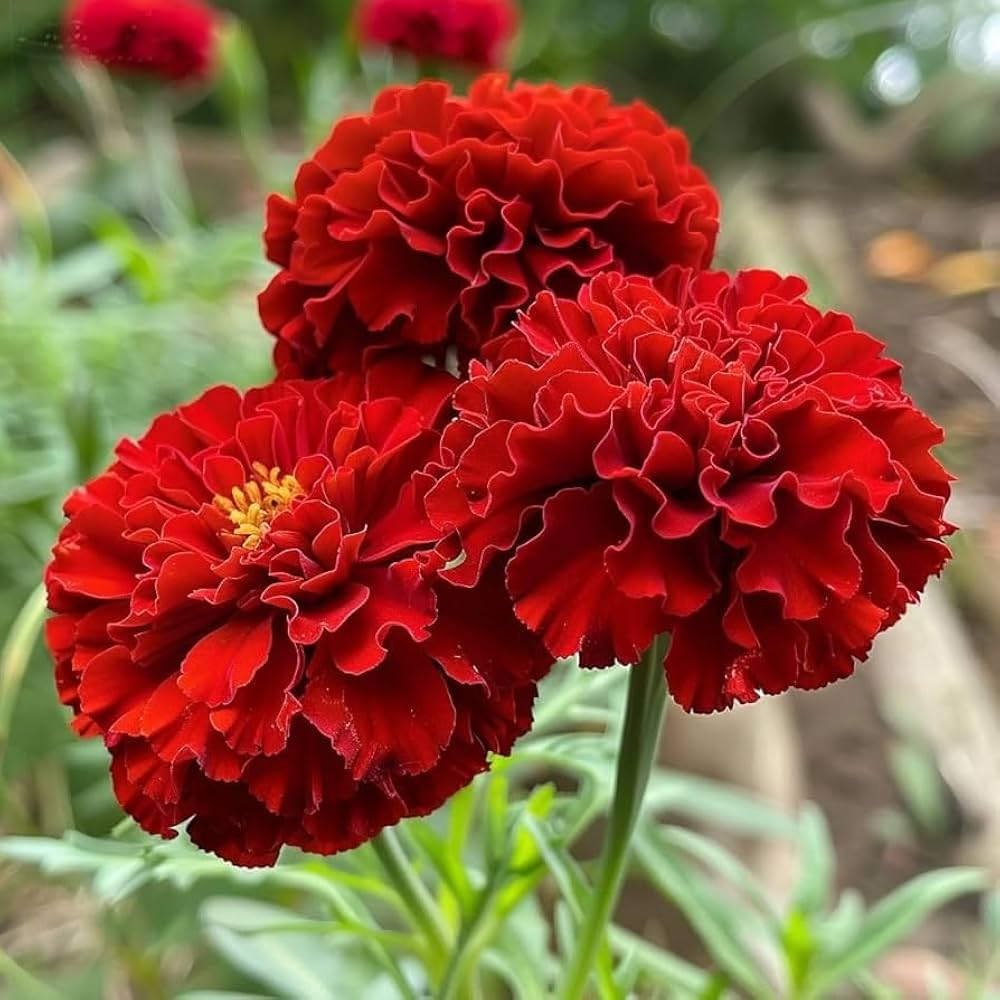 Bright red Marigold flowers blooming in a garden bed.