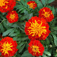 Bright red Marigold flowers blooming in a garden bed.