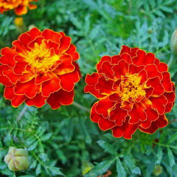 Red Marigold seeds for colorful outdoor garden planting.