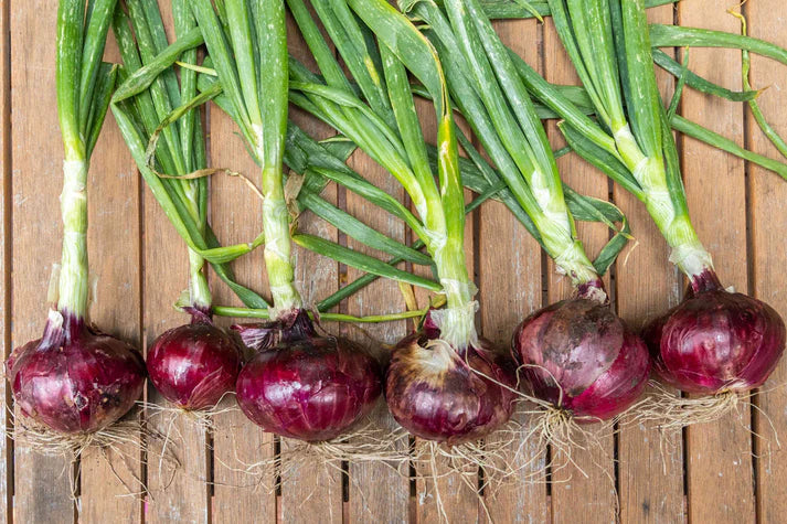Red Onion vegetable Flower Seeds