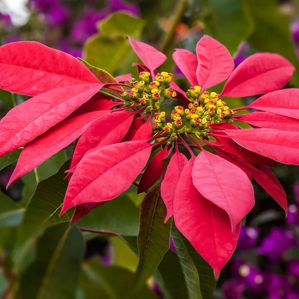 Heirloom Non-GMO Mixed Poinsettia Flower Seeds for Planting – Colorful Festive Blooming Seeds