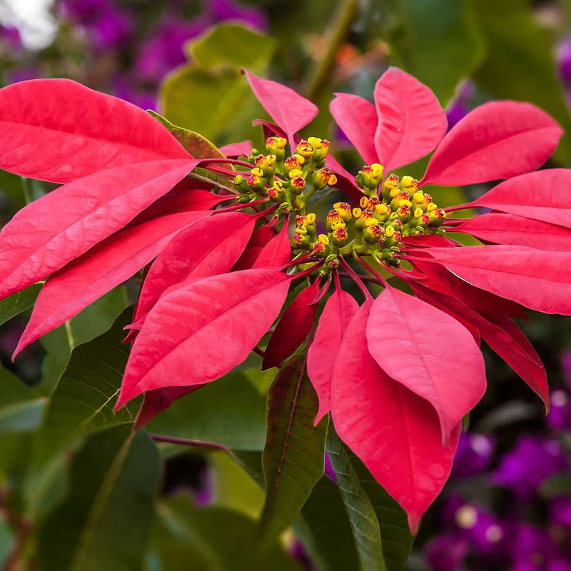 Heirloom Euphorbia Pulcherrima Flower Seeds for Garden Planting, Non-GMO, Festive Poinsettia Blooms