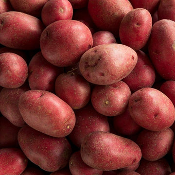 Red Potato Seeds for Planting and Gardening