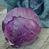 Red Rock Cabbage seeds for home vegetable garden planting