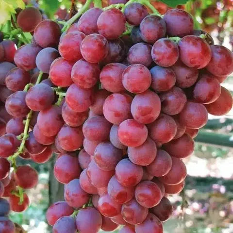 Grape red hardy perennial flower for garden planting