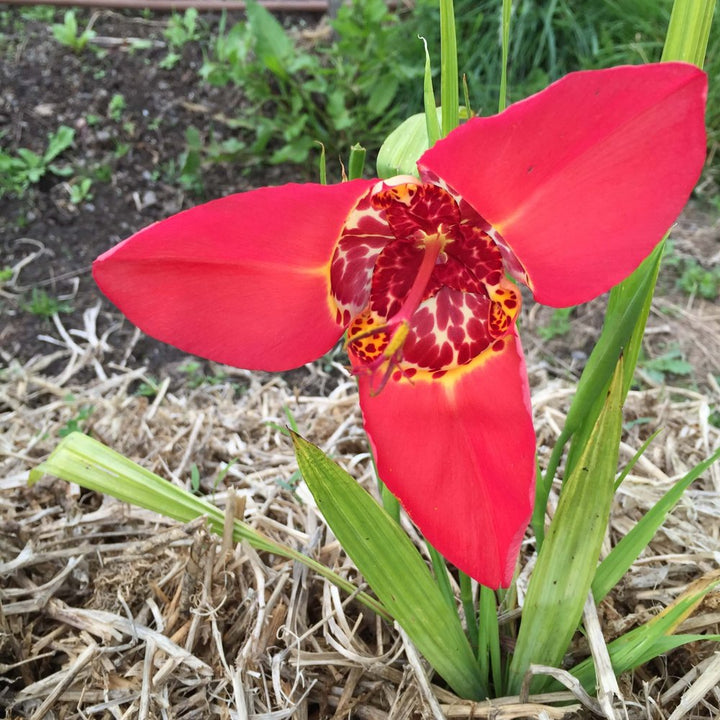Red Tigridia Pavonia Flower Seeds for Planting, NON GMO Seeds