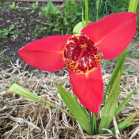 Red Tigridia Pavonia Flower Seeds for Planting, NON GMO Seeds