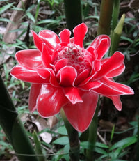 Red Green Torch Ginger Plant Seeds for Planting - NON GMO Seeds