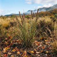 Rhodocoma Capensis Grass Seeds for Planting