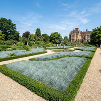 Elymus Magellanicus ornamental blue grass growing in a landscaped garden