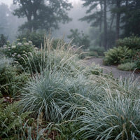 Elymus Magellanicus Grass Seeds for Ornamental Blue Foliage Landscaping